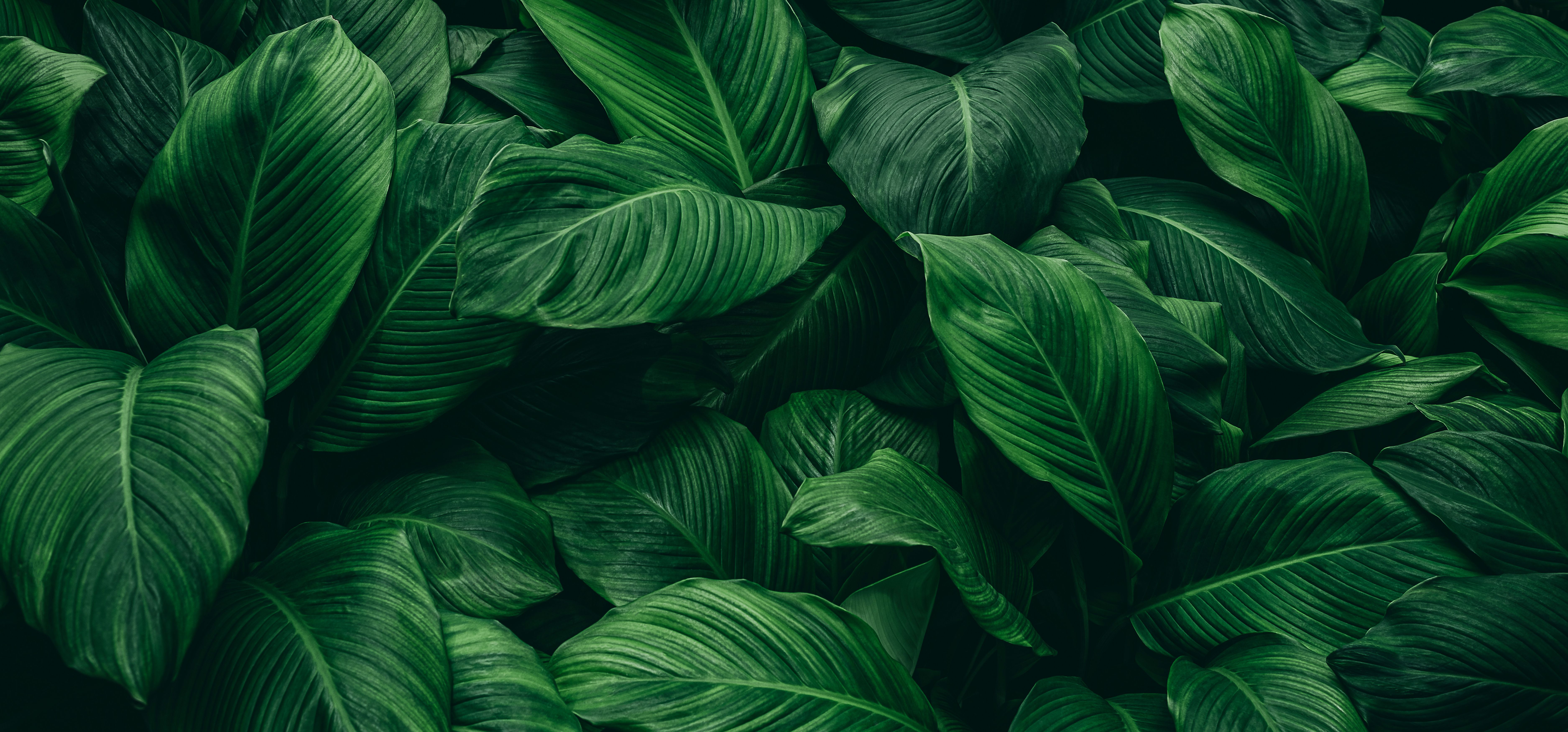 Arquitetura integrada à natureza